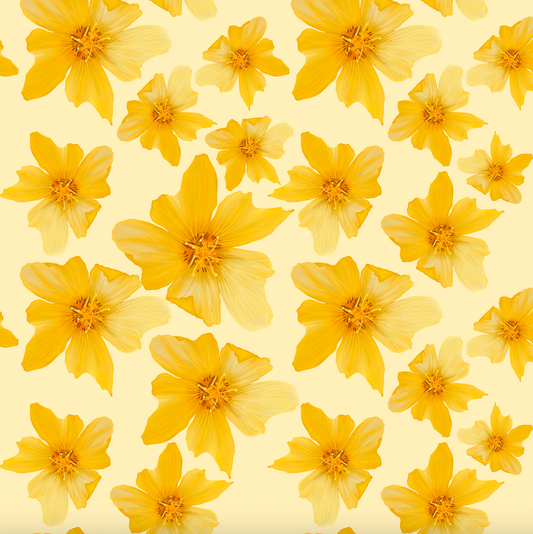 'Ilima- yellow♡